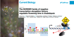 The BORDER family of negative transcription elongation factors regulates flowering time in Arabidopsis